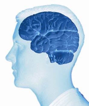 Human brain