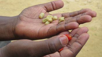 Coffee beans in hand