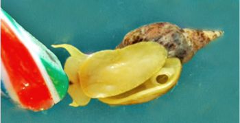 Snail with Brighton rock