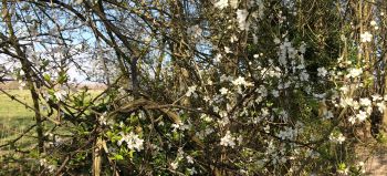 Blackthorn blossom