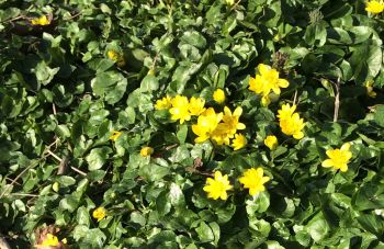 Lesser celandine