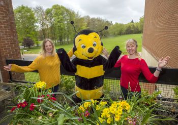 Bee balcony