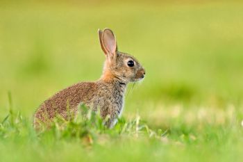 Rabbit