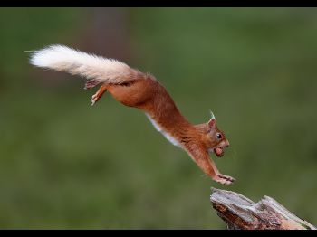 Red Squirrel