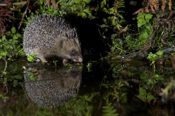 Hedgehog