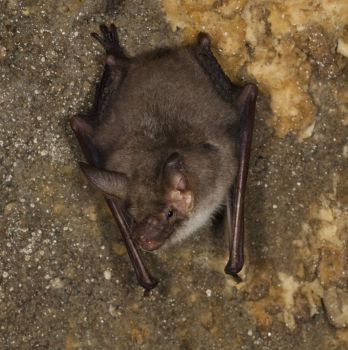 Greater mouse-eared bat