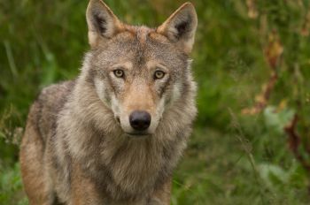 Rewilding wolf