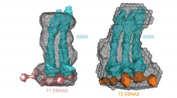 Epstein Barr Virus - two strains