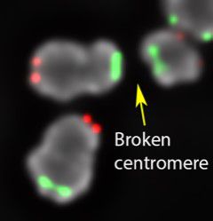 Image showing broken centromere in cell