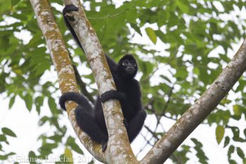 Brown headed spider monkey
