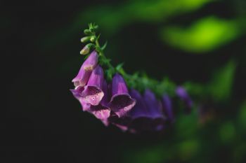 Foxglove