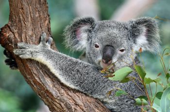 Koala bear