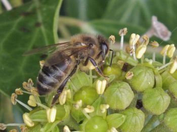 Honeybee
