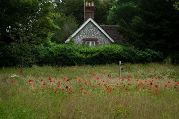 Poppies on campus