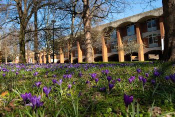 Crocus flowers on campus