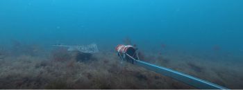 Undulate ray