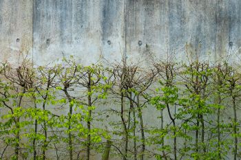 Trees by Jubilee building