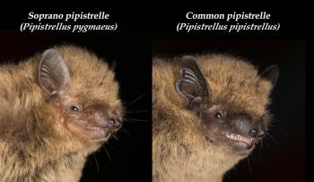 Common and pipistrelle bats