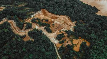 Deforestation