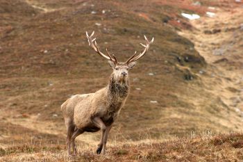 Red deer