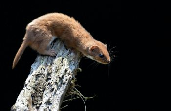 Weasel