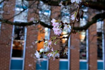 Campus in spring