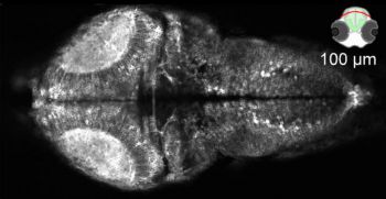 Two-photon image