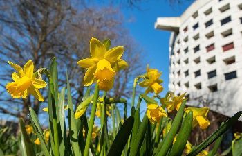 Daffodils on campus