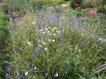 Wildflowers - Anne Macarthur