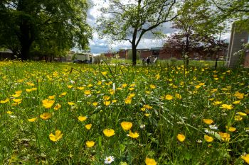 Sussex biodiversity