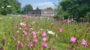 Biodiversity on the University of Sussex Campus