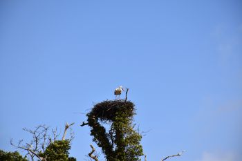 White stork nest