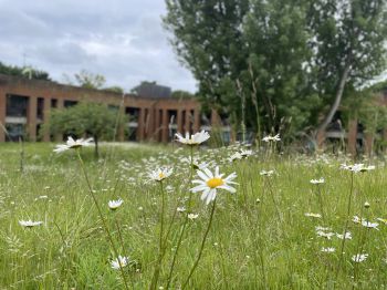 Biodiversity on campus