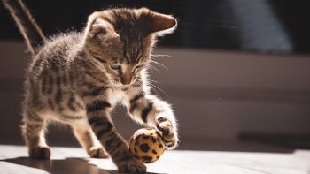 Fetching felines