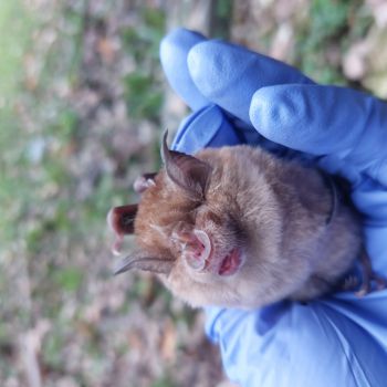 Bat