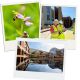 Three polaroids, one showing a photo of an orchid, one showing two people in protective gear on a construction site, and another showing the Falmer House moat.