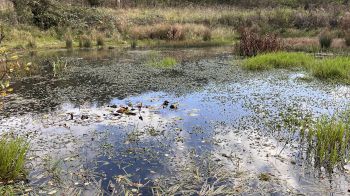 pond
