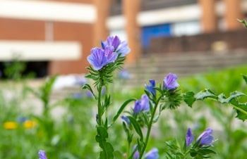 Campus flower