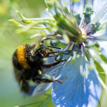 Bee on a flower