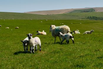 Sheep on the South Downs Way