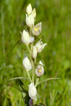 White helleborine (Cephalanthera damasonium)