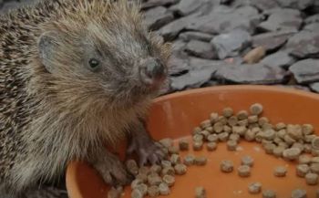 A hedgehog eating pet food