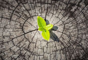 A green leaf growing from a tree trunk