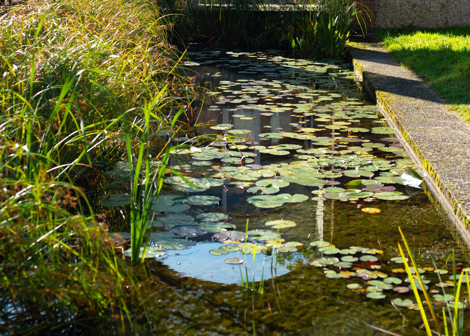 Image of pond outside Arts building with water lillies and grasses