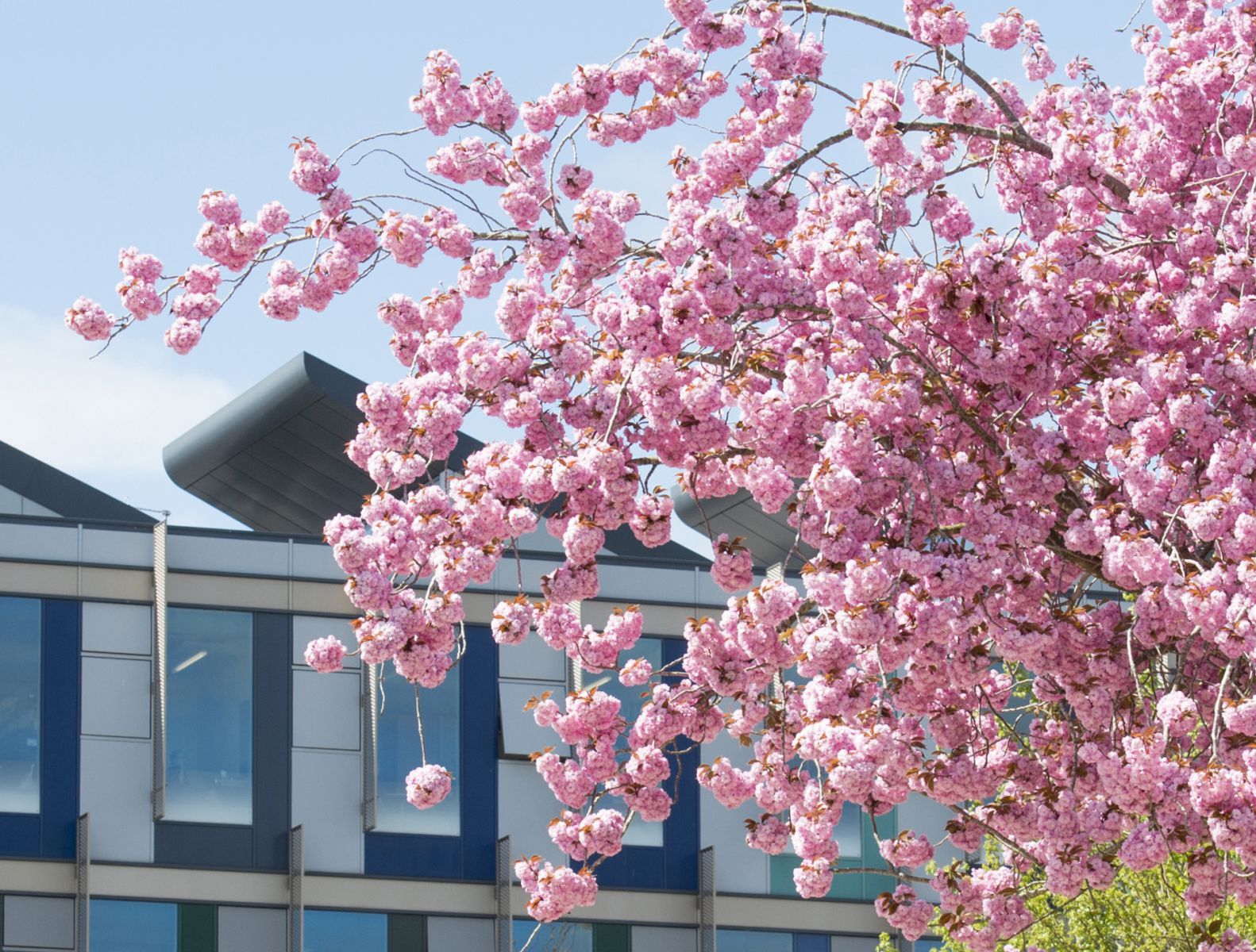 Image of pink cherry blossom tree in front of Jubilee building